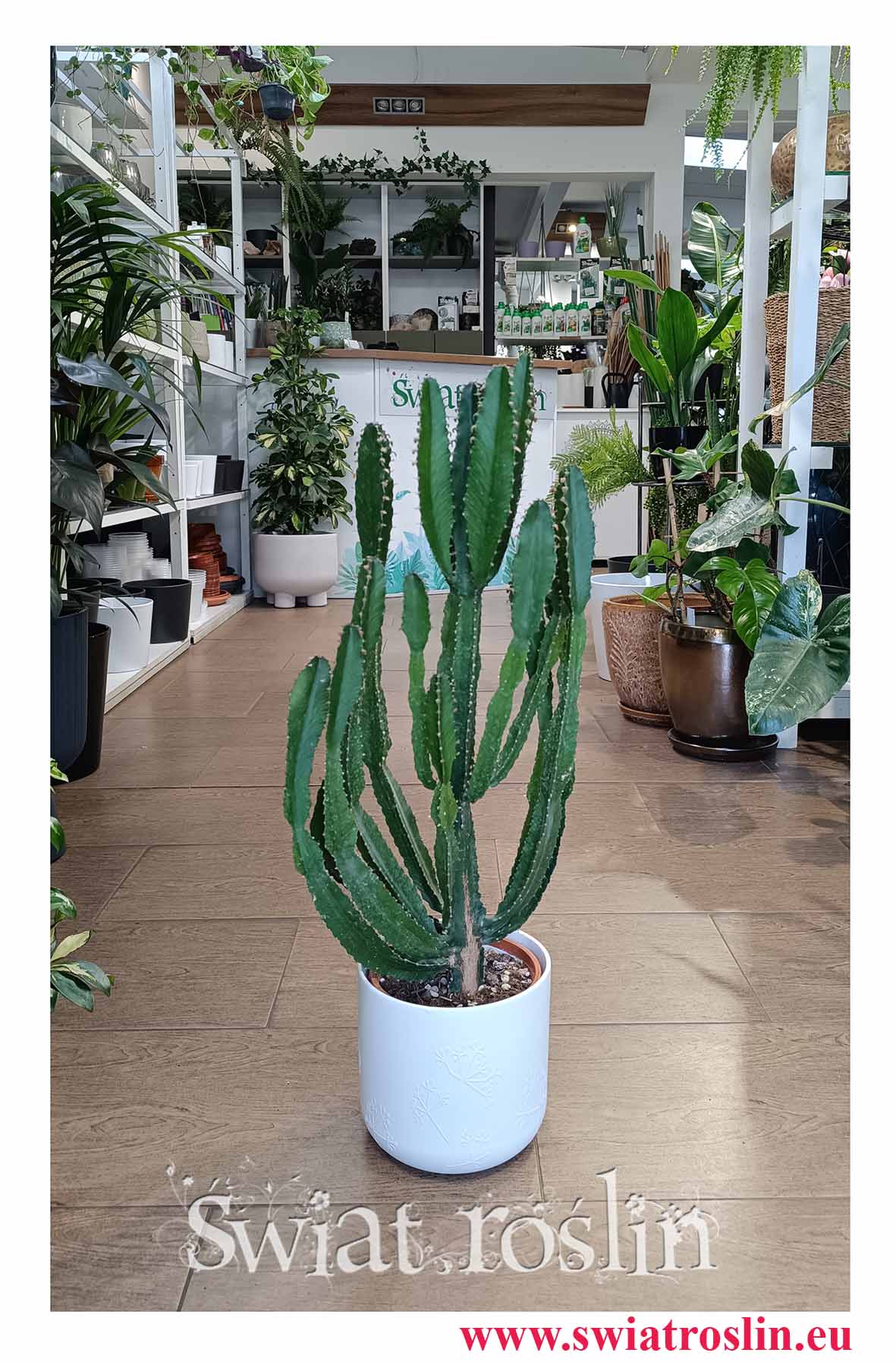 Euphorbia Triangularis do hotelu do biura do firmy do restauracji do kawiarni do salonu na recepcje z dostawą , Wilczomlecz Trójkątny